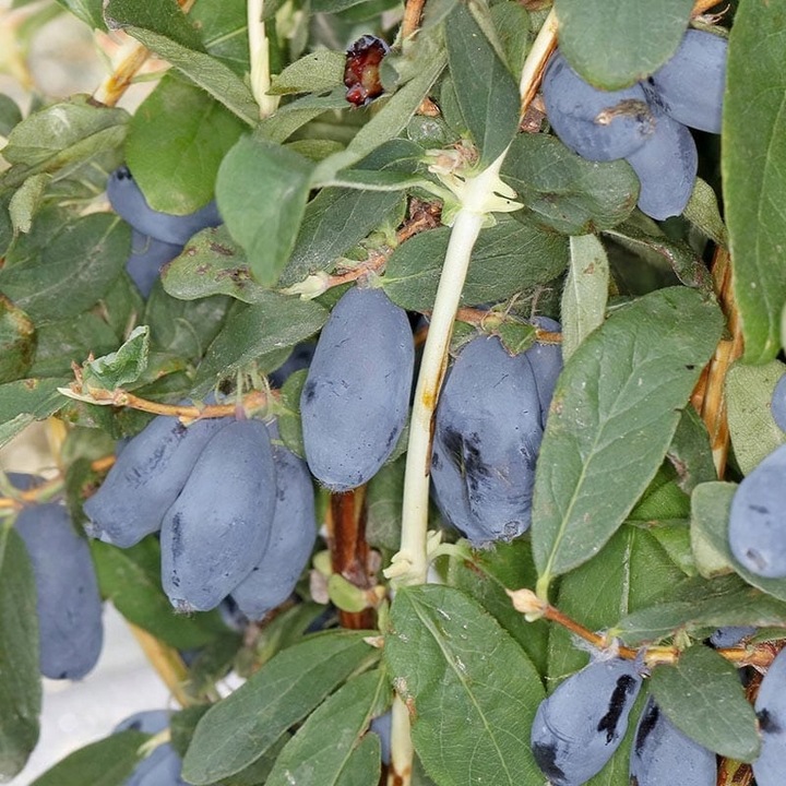 JAGODY 2 x BOREAL BEAST BOREAL BEAUTY ZESTAW 3 SZTUK 3 LETNIE