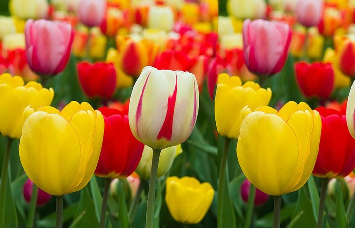 TULIPAN MIX MIESZANKA KOLORÓW cebulki 100 szt. + PREZENT