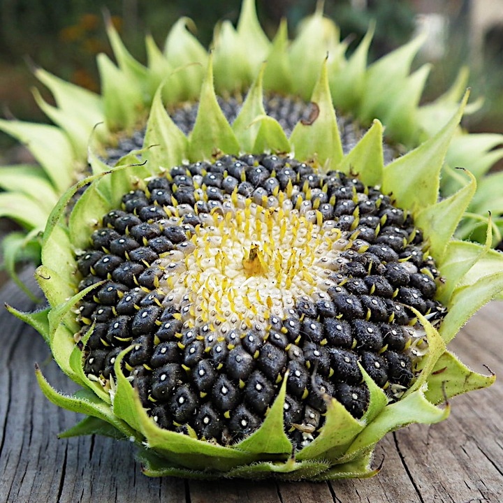 SŁONECZNIK CZARNY PREMIUM Drobny DLA PTAKÓW I NA POPLON ziarno 20KG