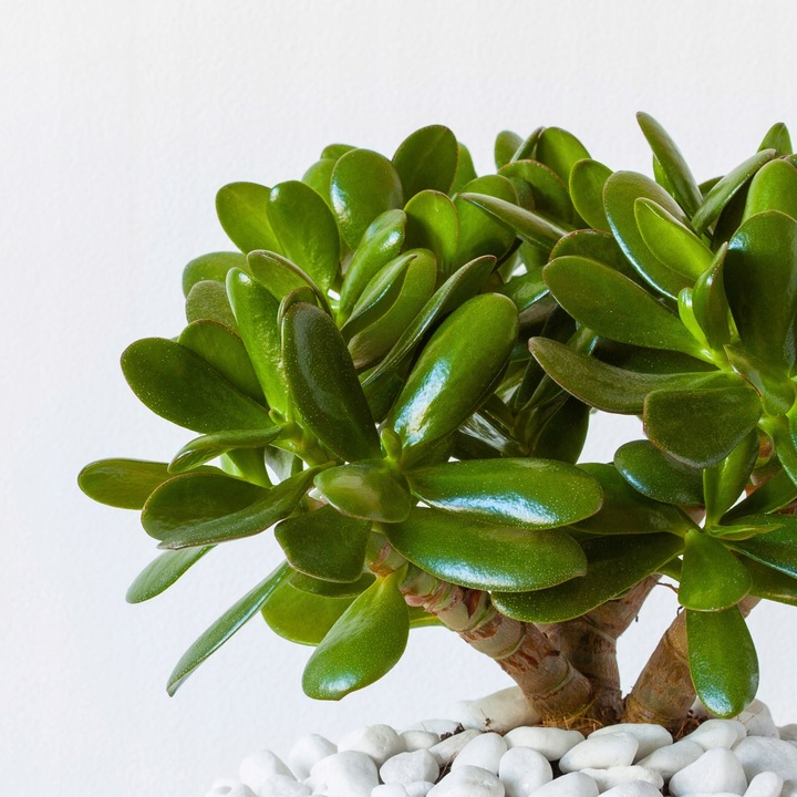 CRASSULA OVATA grubosz jajowaty drzewko szczęścia sukulent rozmiar L