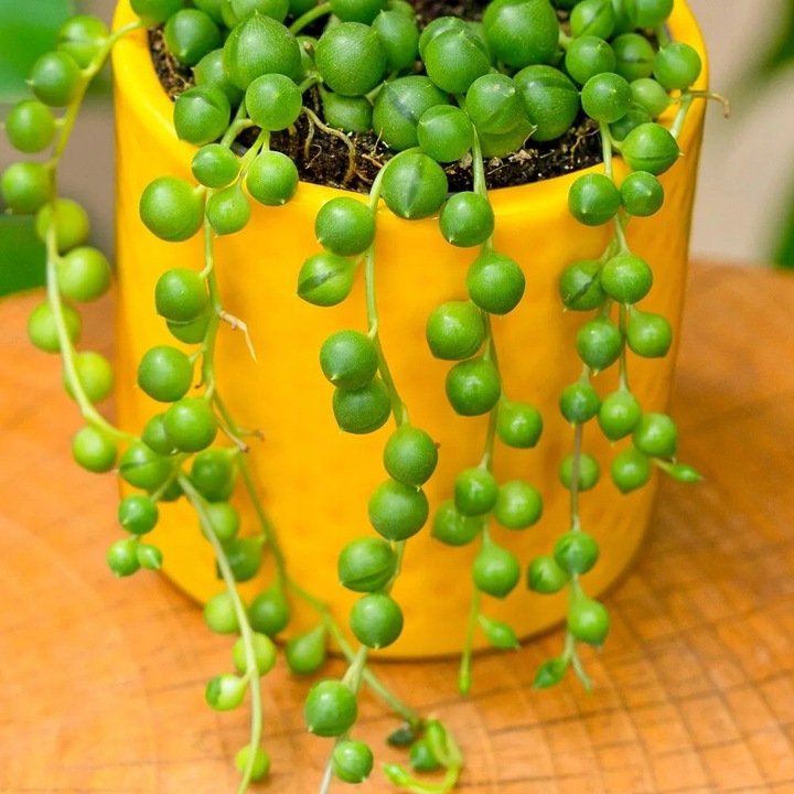 Senecio Rowleyanus - ZIELONY SZNUR KORALI - Niespotykany Starzec