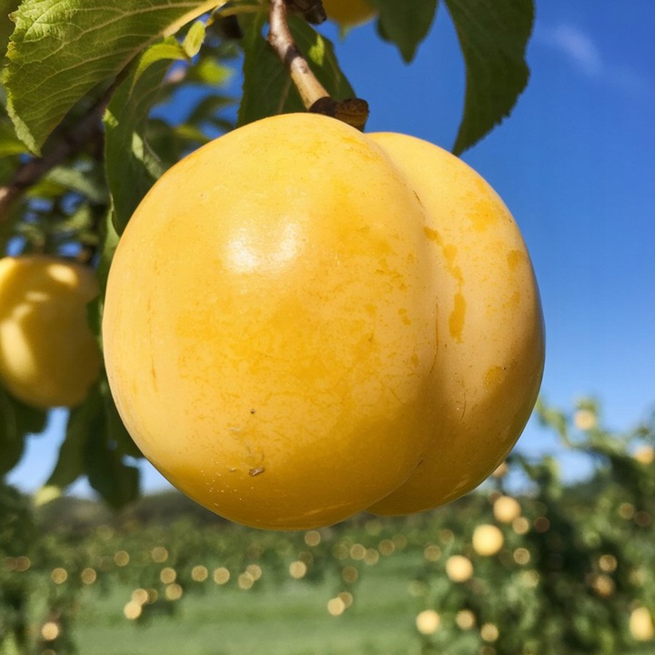 Śliwa Renkloda Ulena Drzewko Sadzonka Wczesna Samopylna