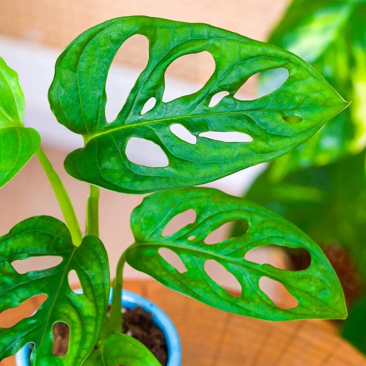 Monstera Dziurawa Adansonii JAK SZWAJCARSKI SER Monster Duże Liście