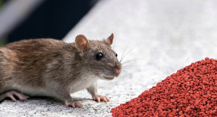 RATIMOR Trutka na myszy i szczury zbożowa Zatrute ziarno Bromadiolon