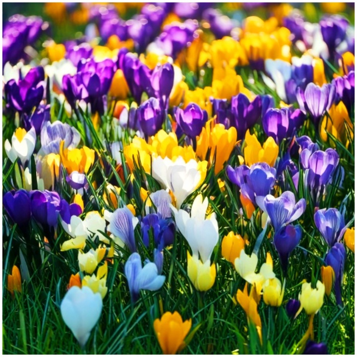 KROKUS cebulki MIX KOLORÓW łatwa uprawa do gruntu i donic 100 szt. +