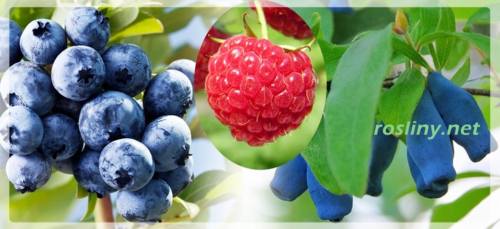 Szkółka- Borówka Chandler- doniczka 5 litrowa, 4 letnia