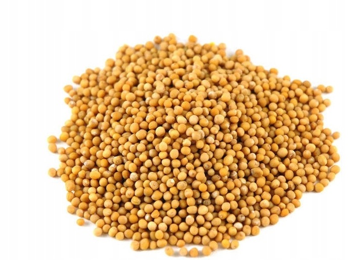 Gorczyca biała miododajna paszowa nasiona 10kg