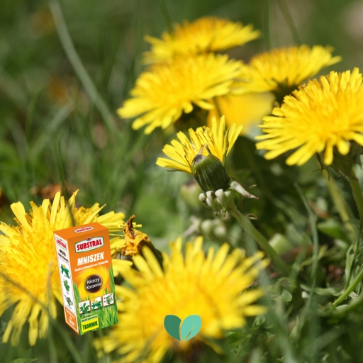 SUBSTRAL MNISZEK ULTRA 070EW 500 ML ZWALCZA CHWASTY NA TRAWNIKU