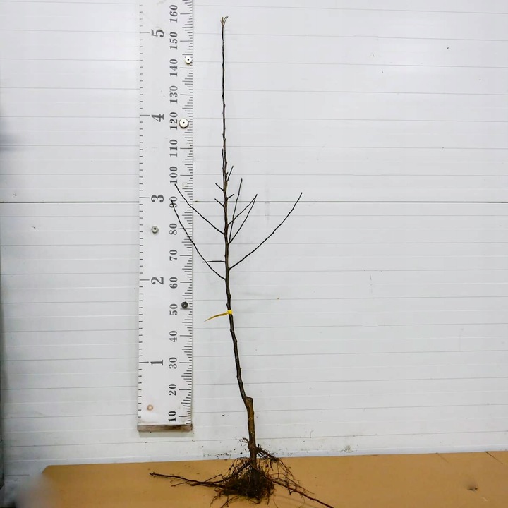 SADZONKI DRZEWKA OWOCOWE JABŁOŃ KOKSA POMARAŃCZOWA O SMAKU GRUSZKI