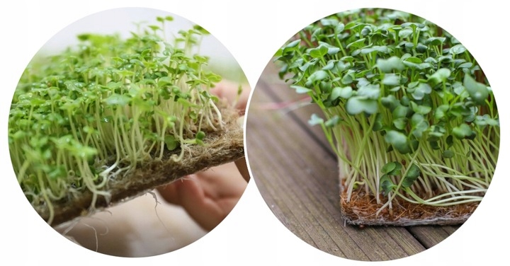 MATA KOKOSOWA PODŁOŻE JAK ŻWIREK DO KLATKA KOJEC DLA KRÓLIKA ŚWINKI XXL