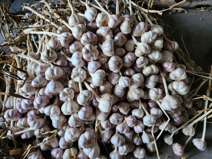 Czosnek polski świeży 1 Kg Harnaś 5-6cm