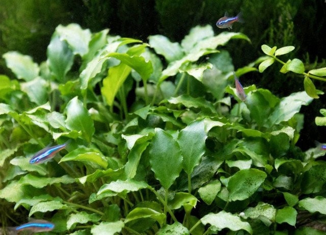 Schismatoglottis prietoi Koszyk Holandia Ø 5,5 cm