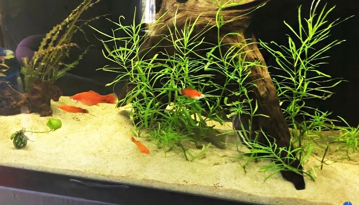 Czysty Piasek Kwarcowy do Akwarium 0,5-1,2 25KG