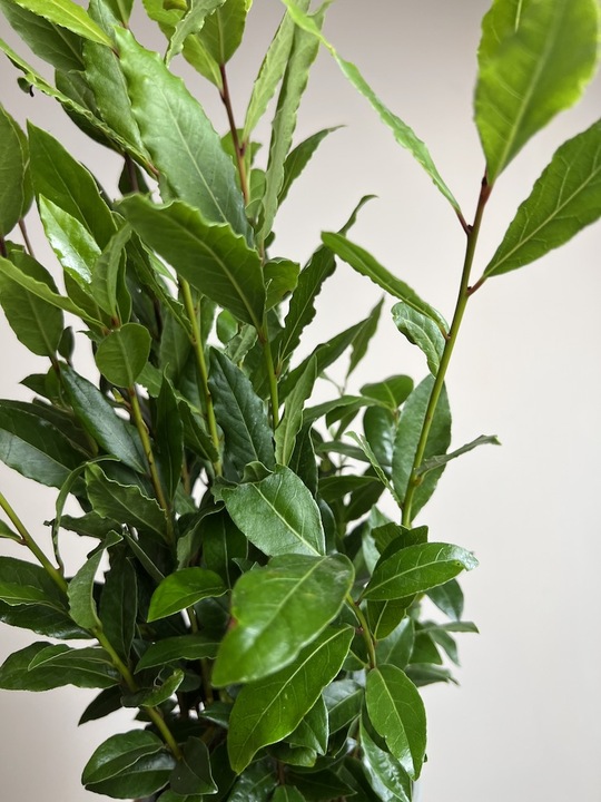 Liść laurowy przyprawa do kuchnii dodatek do zup