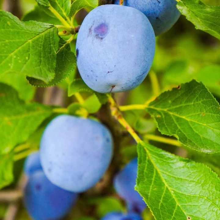 Śliwa WĘGIERKA DĄBROWICKA bardzo ceniona STARA POLSKA ODMIANA