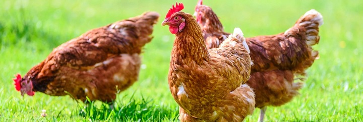 Diatomit, ziemia okrzemkowa prażona - sucha i wydajna, na owady, pył