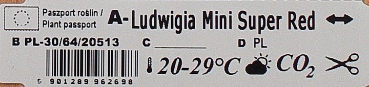 Rośliny do akwarium Ludwigia Mini Super Red XL