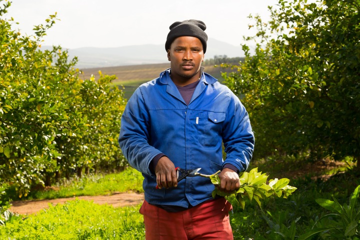 FELCO 5 PRECYZYJNY SEKATOR JEDNORĘCZNY, NOŻYCE OGRODOWE - MODEL PODSTAWOWY