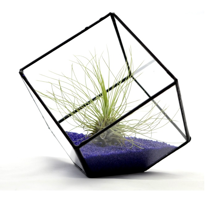 TILLANDSIA, OPLĄTWA X 6 SZT, NA START ! airplant