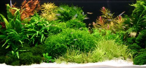 Gotowy Zestaw 30l prosty+ full wyposażenie Akwarium