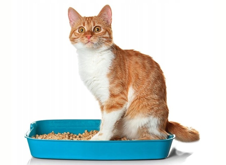 GRANULAT ŚCIÓŁKA Naturalny Pellet kot królik 30L