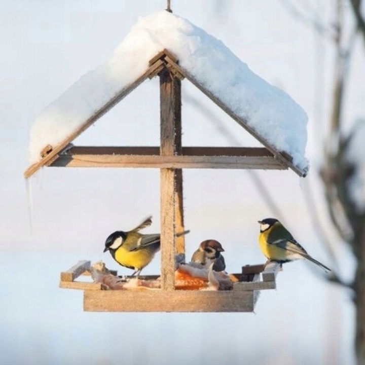 KARMA DLA PTAKÓW DZIKICH ZIMUJĄCYCH POKARM ZIARNO IDEALNY DO KARMNIKA 10KG