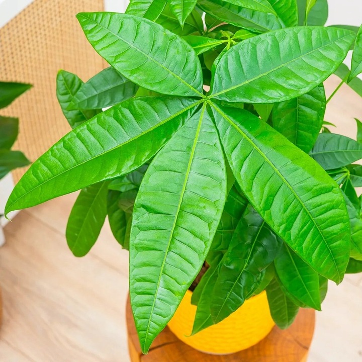 Pachira Aquatica DRZEWKO SZCZĘSCIA I Pieniędzy - Sekrety Feng Shui Dla