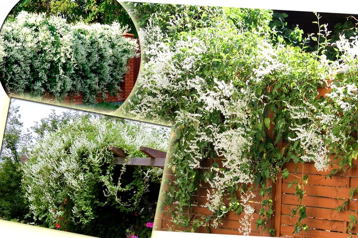 NAJSZYBCIEJ ROSNĄCE PNĄCZE - FALLOPIA ROŚNIE 6 METRÓW NA ROK SADZONKA