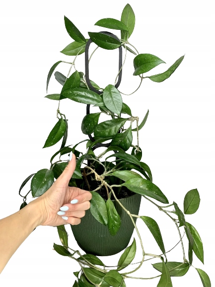 Podpora do Roślin Pnączy Podpórka Kwiatów Pnących Pergola Drabinka L