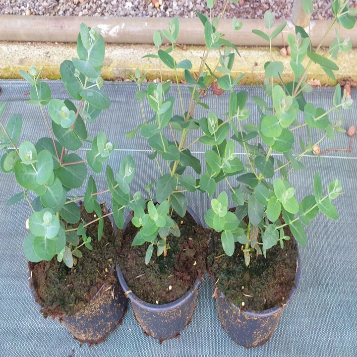 Eukaliptus Wieloletnie Niebieskie Drzewo Duże Ładne Sadzonki w