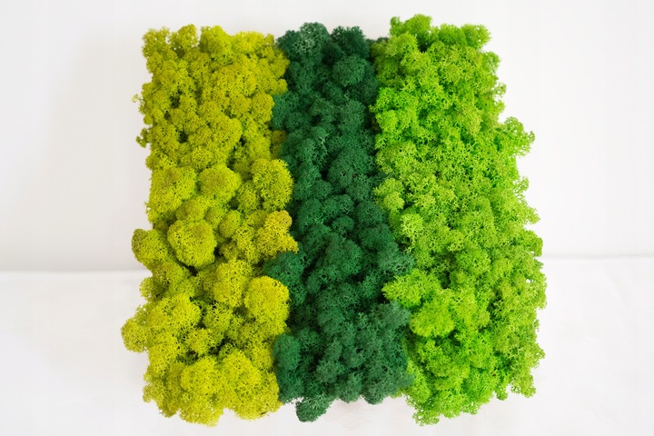 MECH + ODŻYWKA Chrobotek 500 0.5kg CZYSTY 3 KOLORY BOX + ODŻYWKA