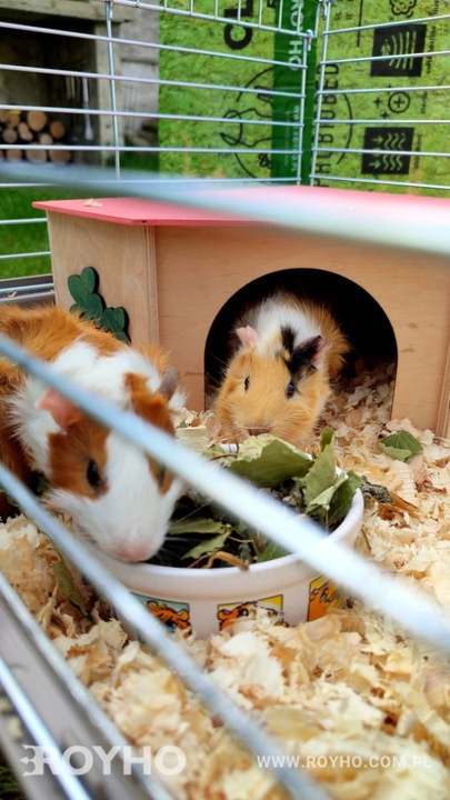 Bezpyłowe trociny ściółka ProBioBED Classic dla gryzoni, koni ODPYLONE 250l