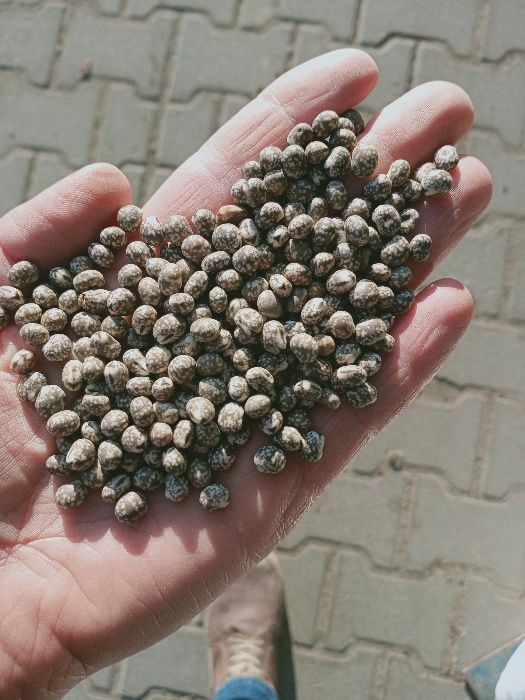 Łubin wąskolistny 25kg GORZKI