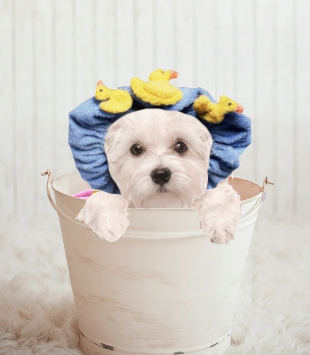 Super BENO profesionalny szampon dla maltańczyka