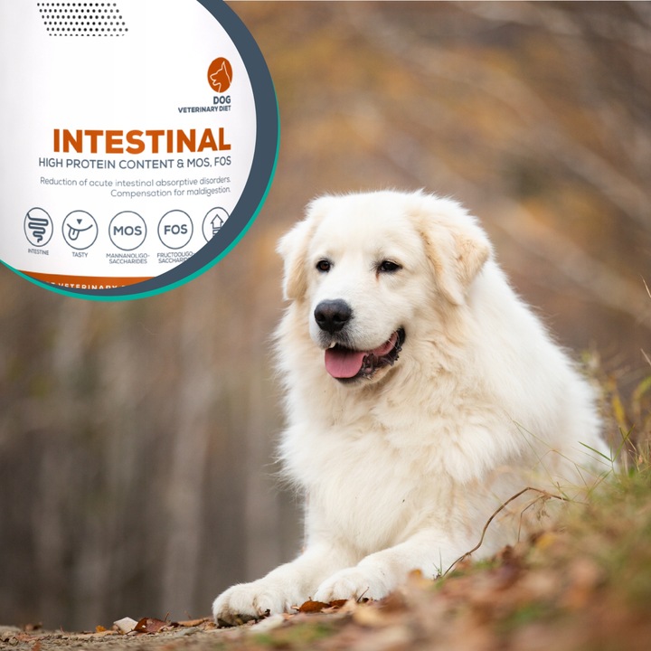 Mokra karma dla psów problemy z trawieniem Vet Expert Intestinal