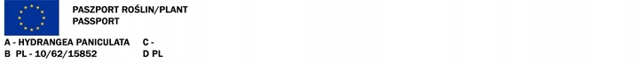 HORTENSJA bukietowa FRAISE MELBA, NEONOWA CZERWIEŃ DUŻA, 3 LETNIA
