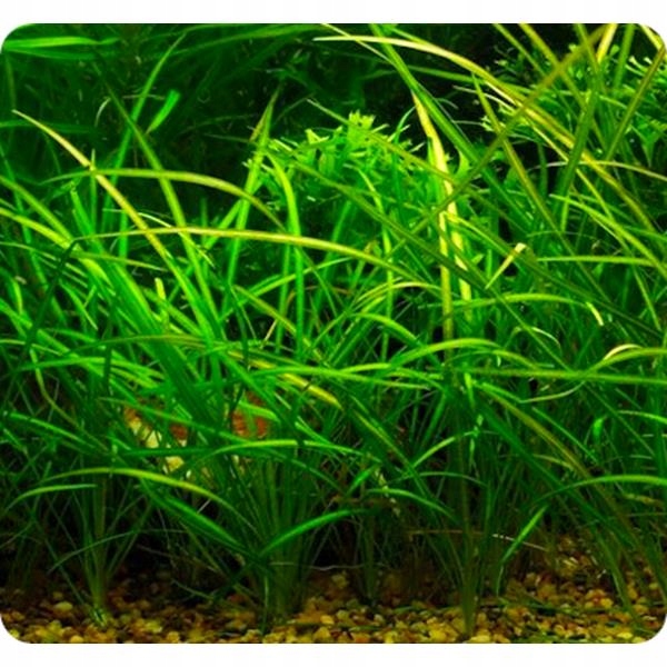 ZESTAW ROŚLIN ŁATWYCH W UPRAWIE NA TRZY PLANY DO AKWARIUM + GRATIS PĘSETA