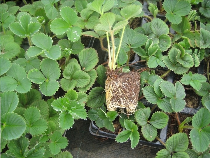 SADZONKI TRUSKAWEK TRUSKAWKA TRUSKAWKI DONICZKOWANA HONEOYE wczesna