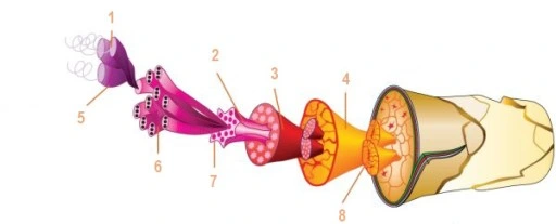 KOMINIARKA TERMOAKTYWNA BRUBECK WEŁNA MERINO