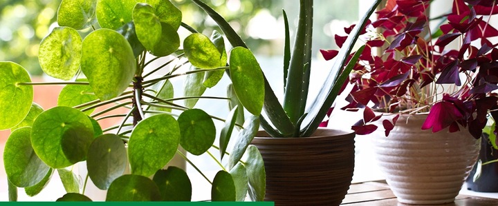 Sanium Pin Owadobójcze Pałeczki + Nawóz 40sztuk miseczniki mączliki