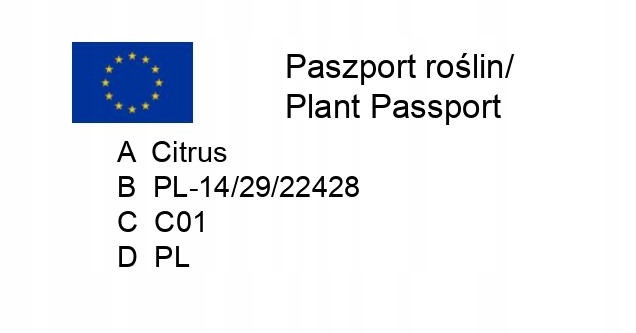 CYTRYNA SKIERNIEWICKA Cytrus