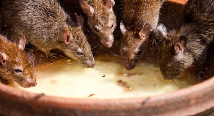 RATIMOR Trutka na myszy i szczury - Kostka woskowa Brodifakum 29ppm