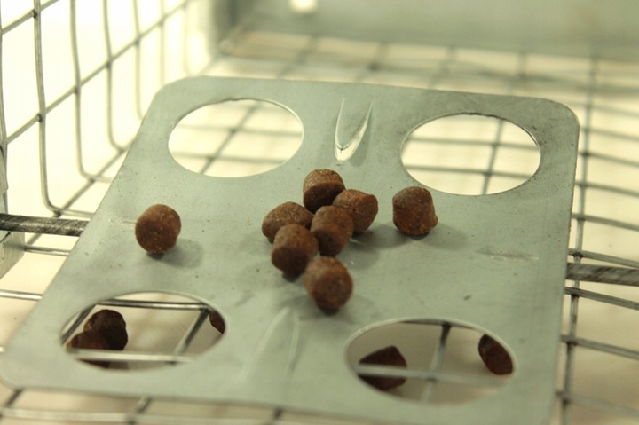 żywołapka pułapka na szczury gryzonie duża łapka