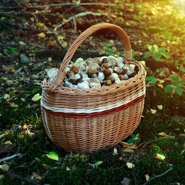 KOSZ WIKLINOWY KOSZYK NA GRZYBY ZAKUPY PIKNIK OWOCE Z WIKLINY DUŻY EKO