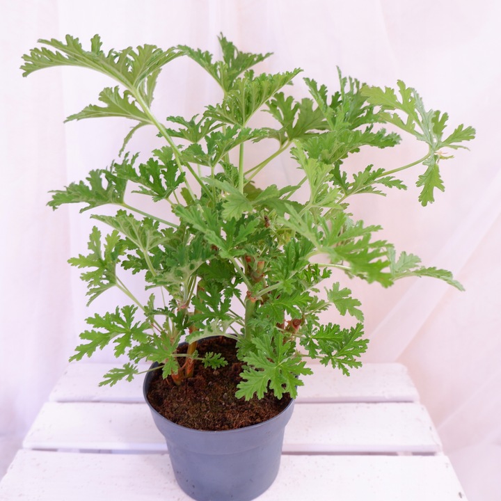 GERANIUM ANGINKA Pelargonium graveolens gęsta XL don.Ø13cm