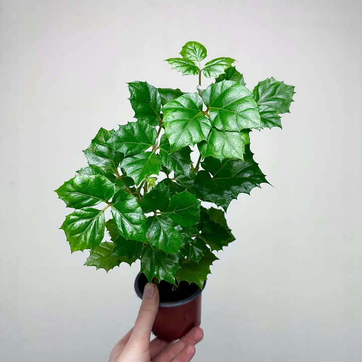 CISSUS ROMBOLISTNY don.9cm