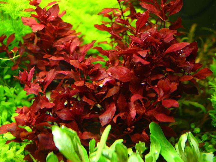 Rośliny do akwarium Ludwigia Mini Super Red XL