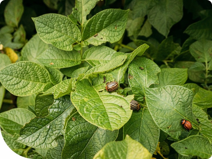 MOSPILAN 20SP 40G ŚRODEK PREPARAT OWADOBÓJCZY NA MSZYCĘ ĆMĘ SZKODNIKI