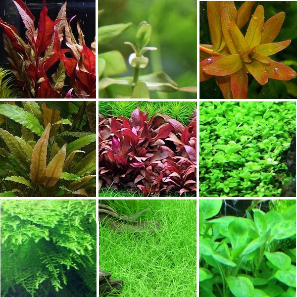 Zestaw roślin łatwych w uprawie 3 plany + GRATIS