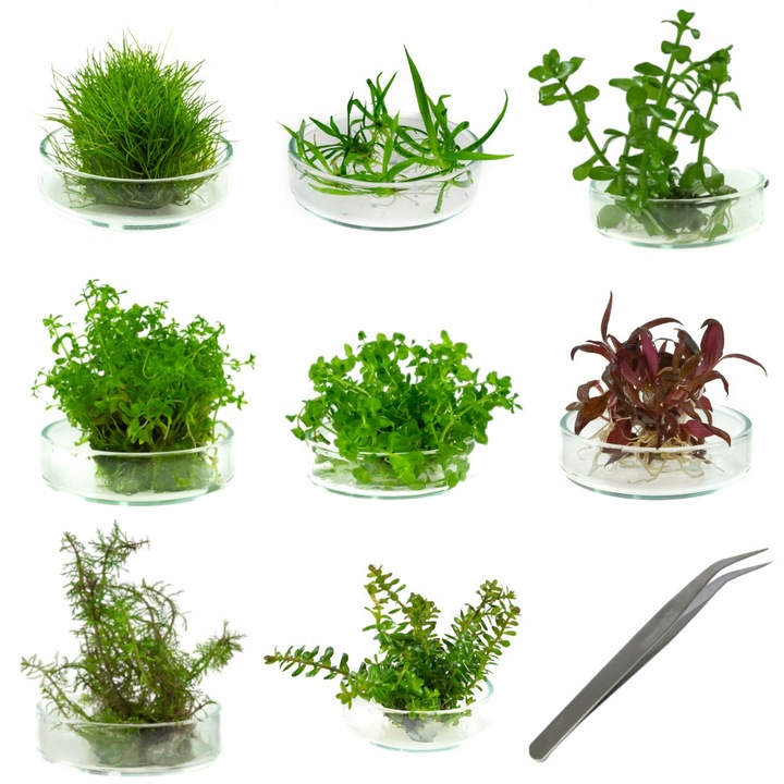 ZESTAW ROŚLIN ŁATWYCH W UPRAWIE NA TRZY PLANY DO AKWARIUM + GRATIS PĘSETA